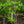 Load image into Gallery viewer, Umbrella Magnolia