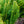 Load image into Gallery viewer, Upright Japanese Plum Yew - Yew - Conifers