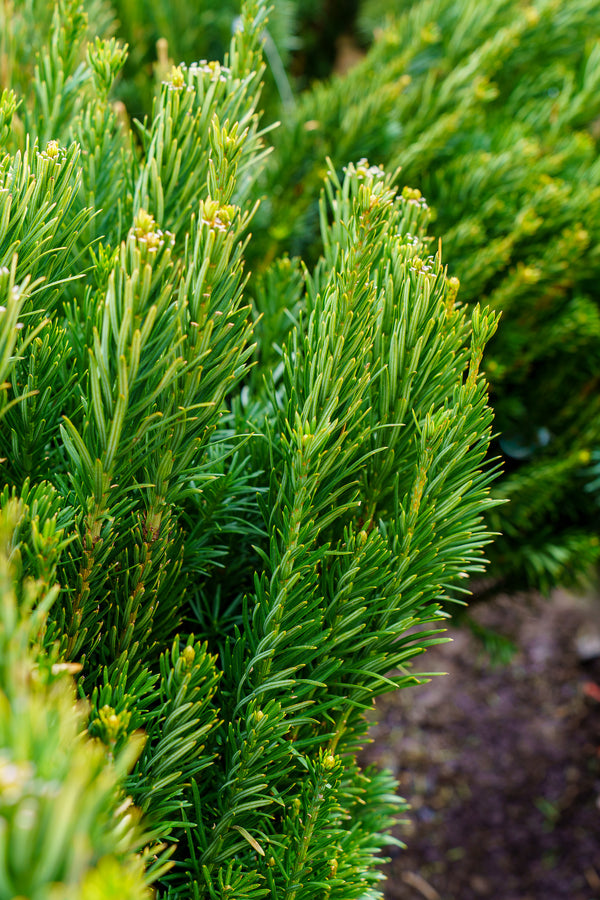 Upright Japanese Plum Yew - Yew - Conifers