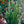 Load image into Gallery viewer, Upright Japanese Plum Yew - Yew - Conifers