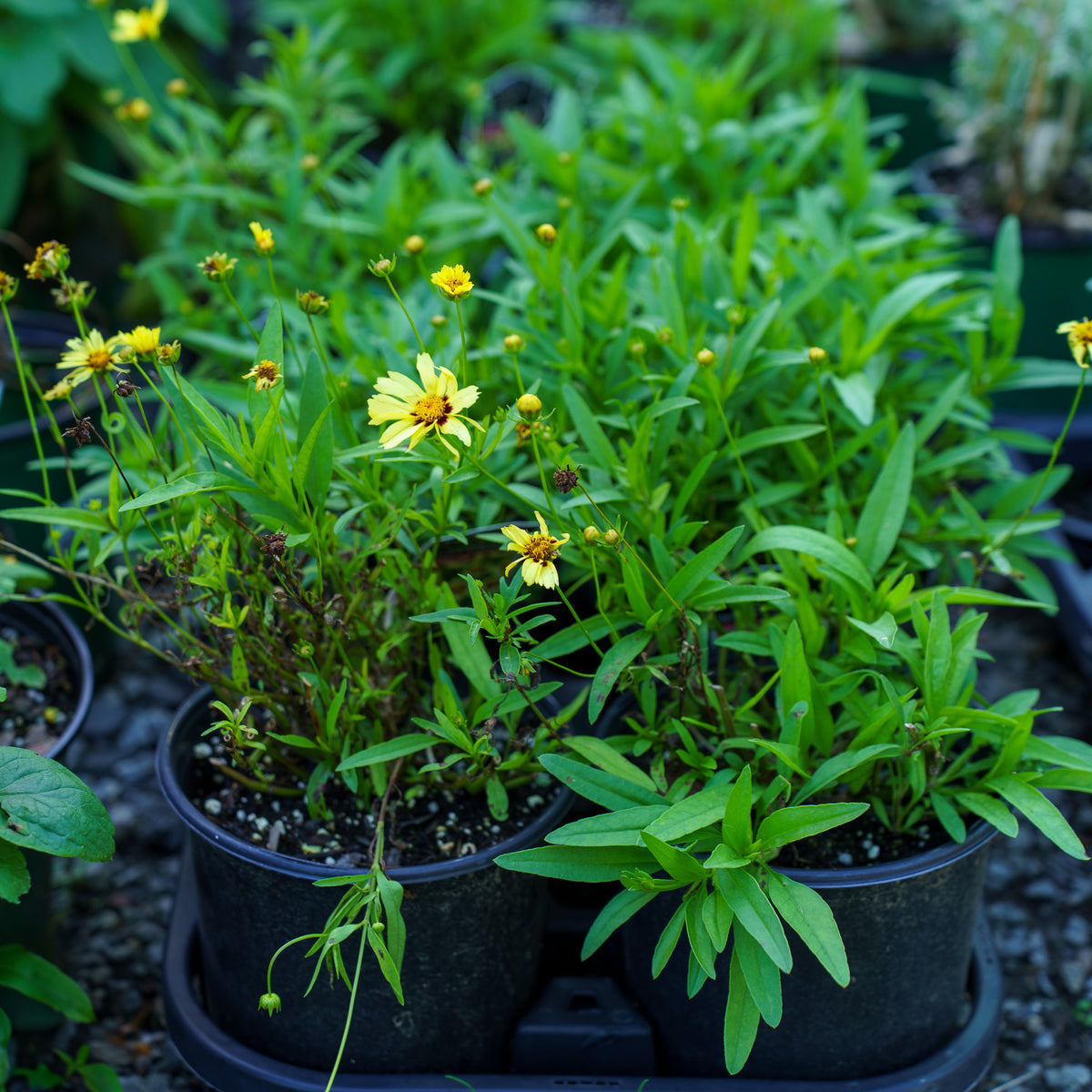 can you plant tickseed in pots Uptick Cream & Red Coreopsis – Plant Detectives