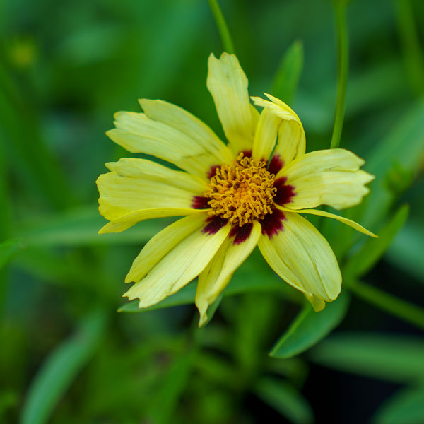 Uptick Cream & Red Coreopsis