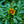 Load image into Gallery viewer, Uptick Gold & Bronze Coreopsis