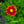 Load image into Gallery viewer, Uptick Red Coreopsis