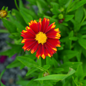 Uptick Red Coreopsis