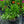Load image into Gallery viewer, Uptick Red Coreopsis