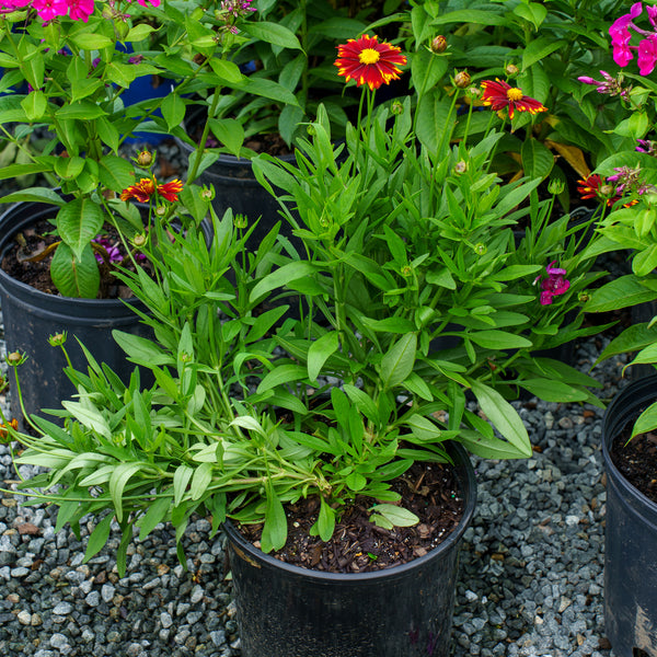 Uptick Red Coreopsis