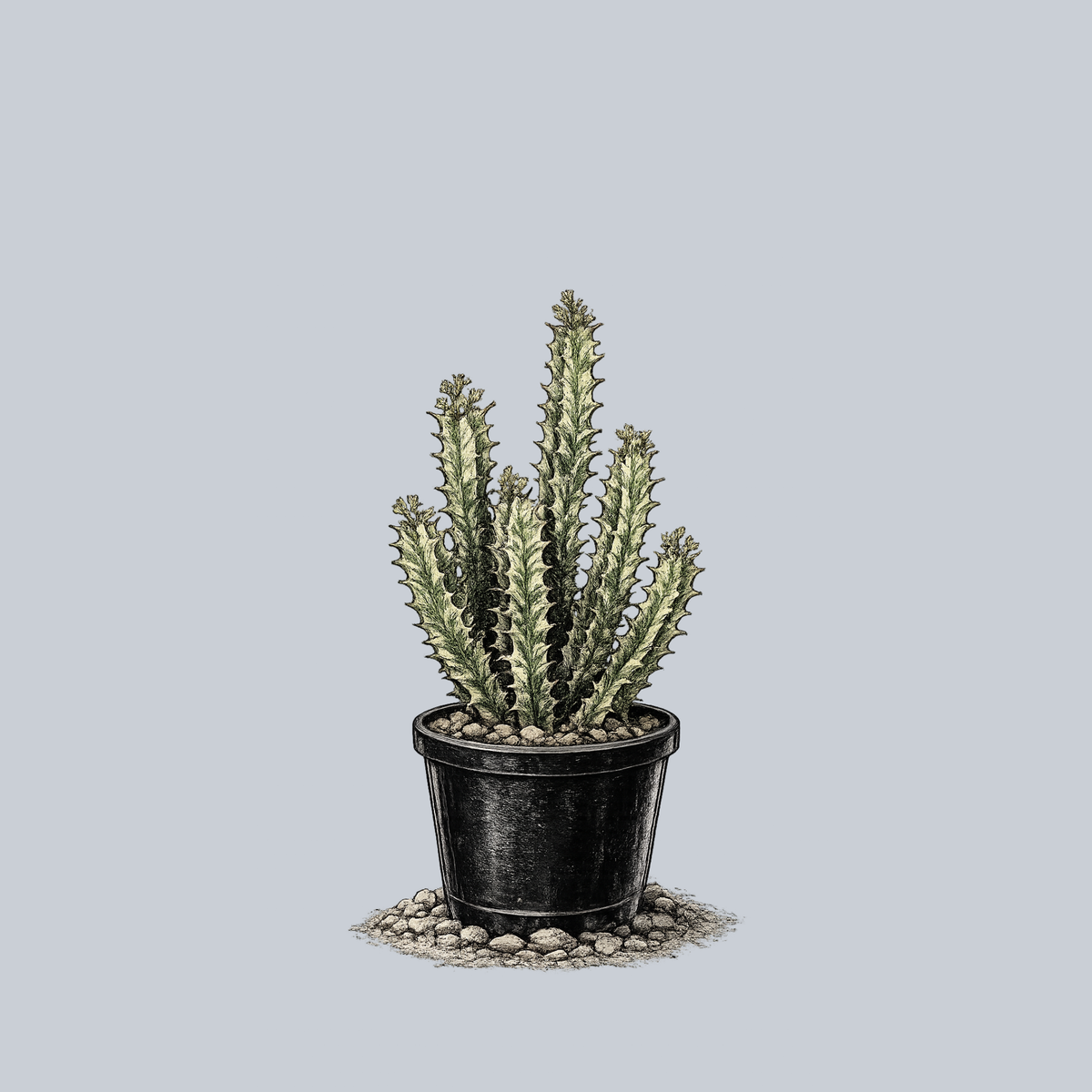 milk plant succulent Variegated African Milk Tree – Plant Detectives