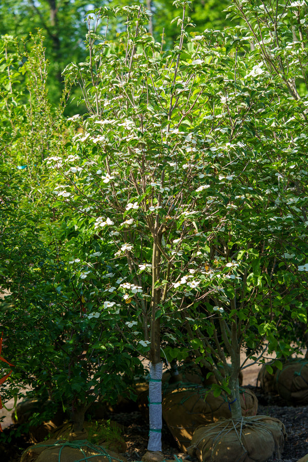 Venus Dogwood - Dogwood Tree - Flowering Trees