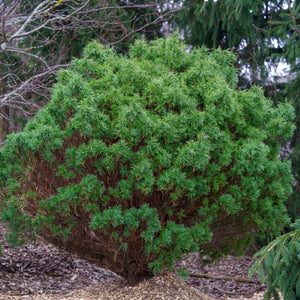 Vercurve Eastern White Pine - Pine - Conifers