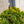 Load image into Gallery viewer, Verdoni Hinoki Cypress - Cypress - Conifers
