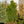 Load image into Gallery viewer, Verdoni Hinoki Cypress - Cypress - Conifers
