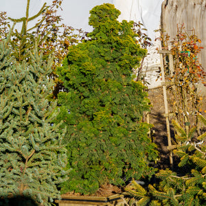 Verdoni Hinoki Cypress - Cypress - Conifers