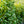 Load image into Gallery viewer, Volcano Cherry Laurel - Cherry Laurel - Shrubs