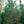 Load image into Gallery viewer, Vanderwolf's Pyramid Limber Pine