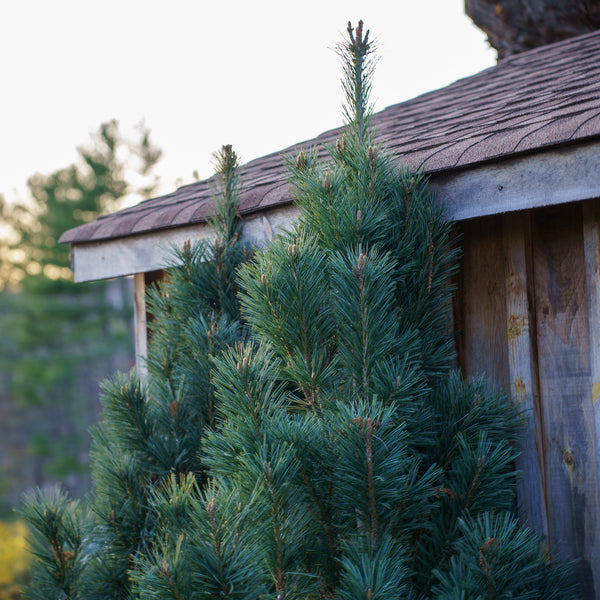 Vanderwolf's Pyramid Limber Pine
