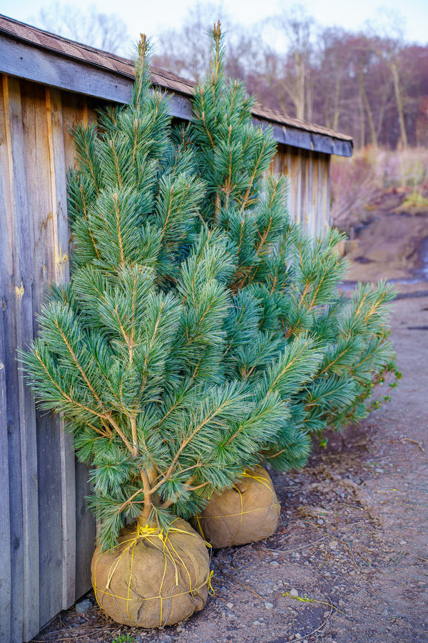 Vanderwolf's Pyramid Limber Pine