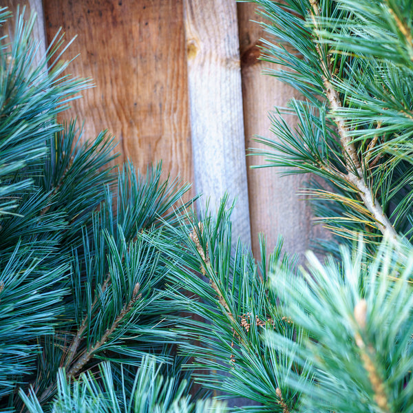 Vanderwolf's Pyramid Limber Pine