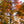 Load image into Gallery viewer, Vanessa Persian Ironwood