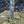 Load image into Gallery viewer, Vanessa Persian Ironwood