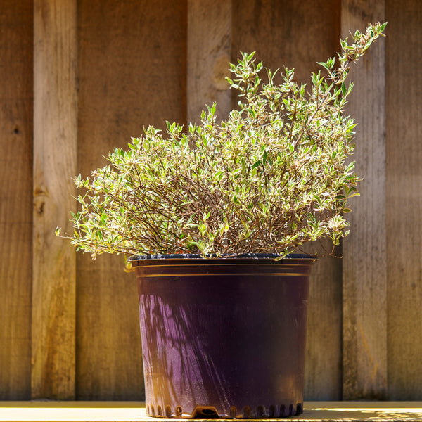 Vanilla Brandy Abelia