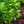 Load image into Gallery viewer, Vanilla Spice Summersweet