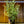 Load image into Gallery viewer, Vanilla Treat Butterfly Bush - Butterfly Bush - Shrubs