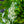 Load image into Gallery viewer, Vanilla Treat Butterfly Bush - Butterfly Bush - Shrubs