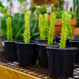 Variegated African Milk Tree