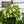 Load image into Gallery viewer, Arrowhead Plant Hanging Basket