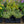 Load image into Gallery viewer, Variegated Blue Marguerite