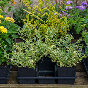 Variegated Blue Marguerite