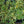 Load image into Gallery viewer, Variegated Blue Marguerite