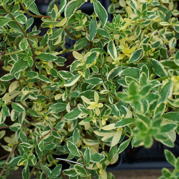 Variegated Blue Marguerite