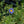 Load image into Gallery viewer, Variegated Blue Marguerite