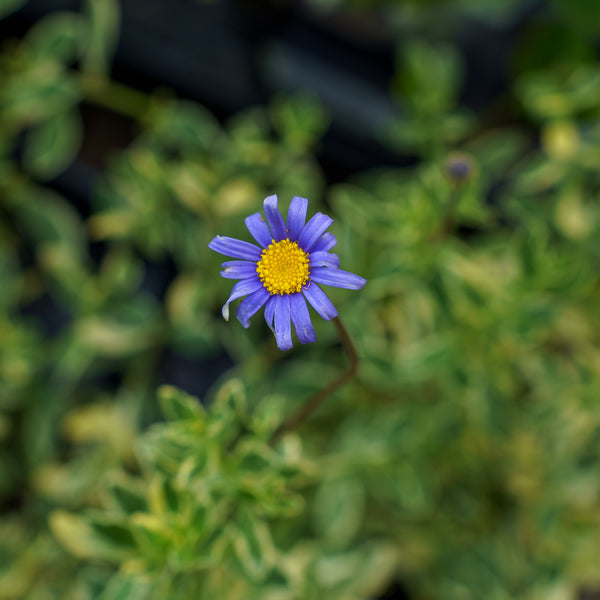 Variegated Blue Marguerite