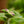 Load image into Gallery viewer, Variegated Cobweb Spiderwort