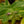 Load image into Gallery viewer, Variegated Cobweb Spiderwort