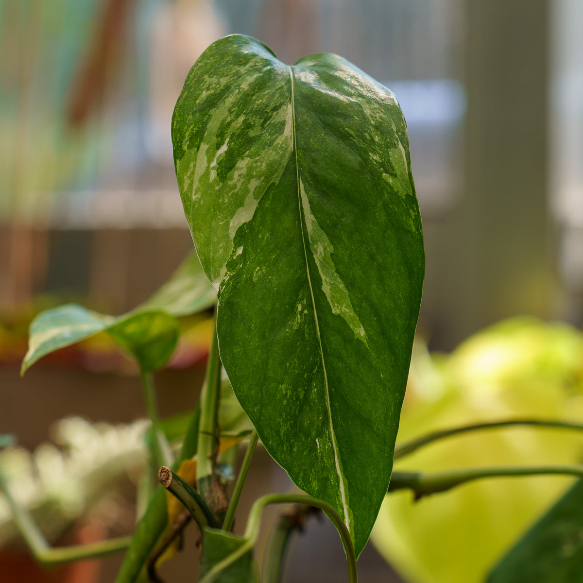 philodendron dragon tail variegated Variegated Dragon Tail Plant – Plant Detectives