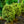 Load image into Gallery viewer, Variegated English Boxwood - Boxwood - Shrubs