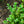 Load image into Gallery viewer, Variegated English Boxwood - Boxwood - Shrubs