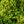 Load image into Gallery viewer, Variegated English Boxwood - Boxwood - Shrubs