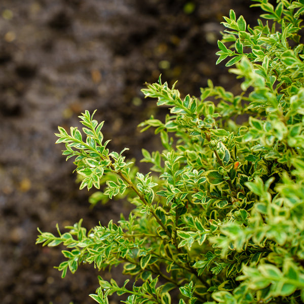 Variegated English Boxwood