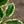 Load image into Gallery viewer, Argentea Marginata English Holly