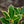 Load image into Gallery viewer, Argentea Marginata English Holly