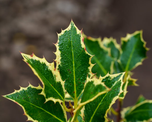 Argentea Marginata English Holly