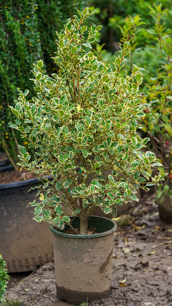hollies plants Argentea Marginata English Holly – Plant Detectives