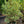 Load image into Gallery viewer, Argentea Marginata English Holly