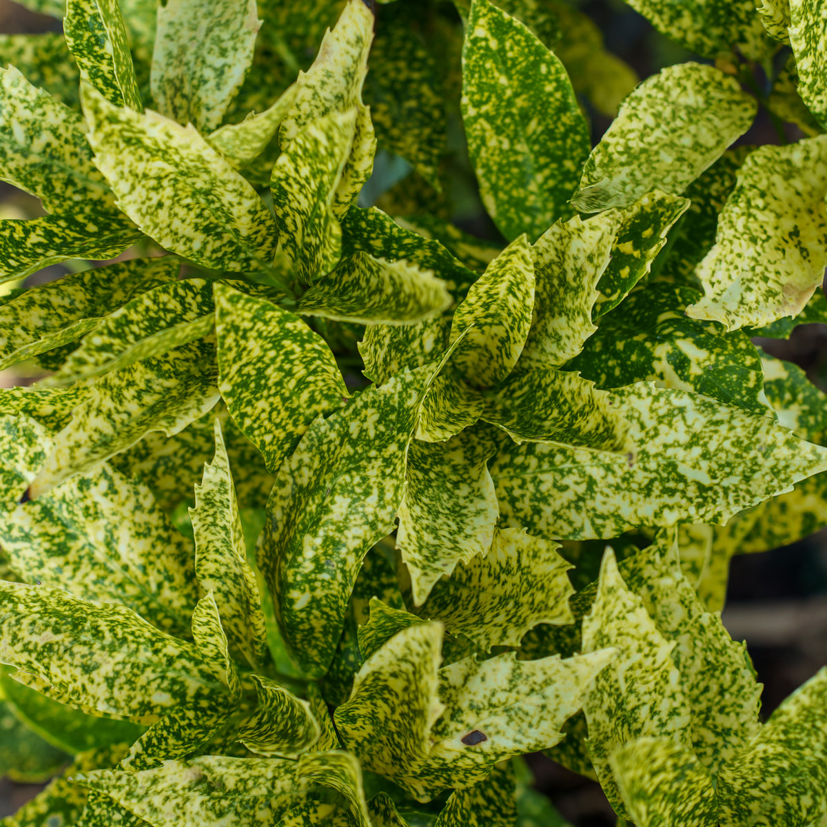Variegated Japanese Aucuba – Plant Detectives