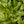Load image into Gallery viewer, Variegated Gold Dust Aucuba